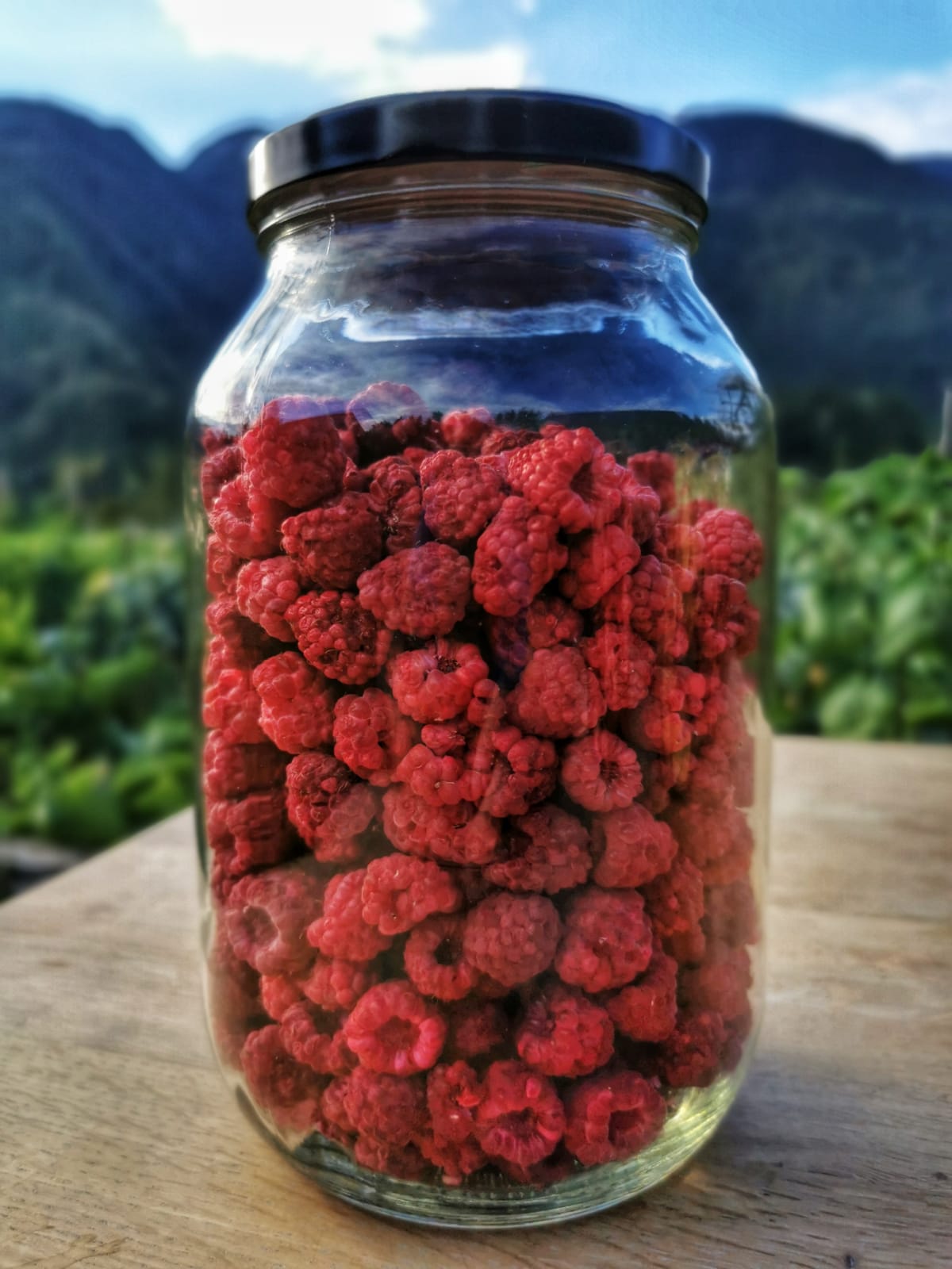 Liofilizirane maline